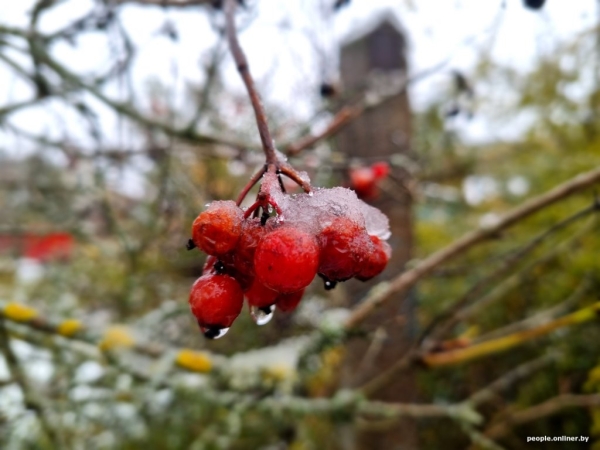 В Беларуси выпал снег В Беларуси выпал снег