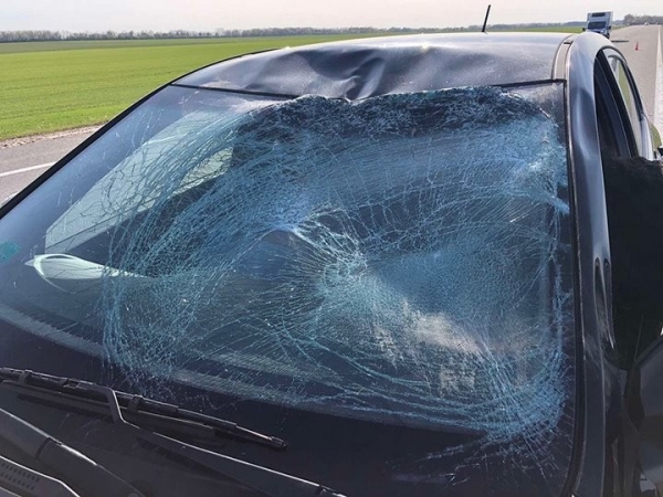 Названы трассы в Беларуси, где чаще всего случаются наезды на диких животных Названы трассы в Беларуси, где чаще всего случаются наезды на диких животных