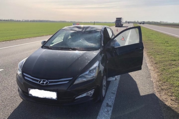 Названы трассы в Беларуси, где чаще всего случаются наезды на диких животных Названы трассы в Беларуси, где чаще всего случаются наезды на диких животных