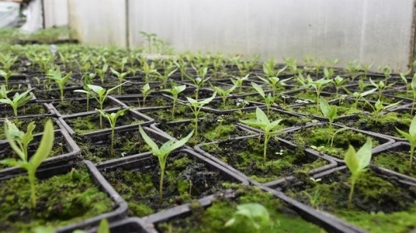 «Если все продам, заработаю чистыми 6 тысяч рублей». Как прораб бросил все и занялся рассадой «Если все продам, заработаю чистыми 6 тысяч рублей». Как прораб бросил все и занялся рассадой