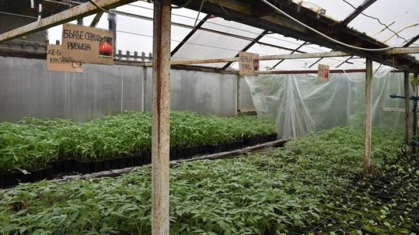 «Если все продам, заработаю чистыми 6 тысяч рублей». Как прораб бросил все и занялся рассадой «Если все продам, заработаю чистыми 6 тысяч рублей». Как прораб бросил все и занялся рассадой