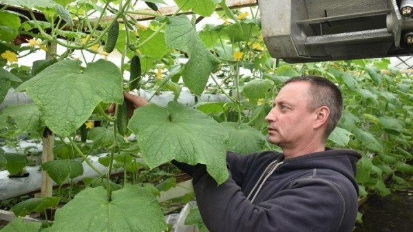 «Если все продам, заработаю чистыми 6 тысяч рублей». Как прораб бросил все и занялся рассадой «Если все продам, заработаю чистыми 6 тысяч рублей». Как прораб бросил все и занялся рассадой