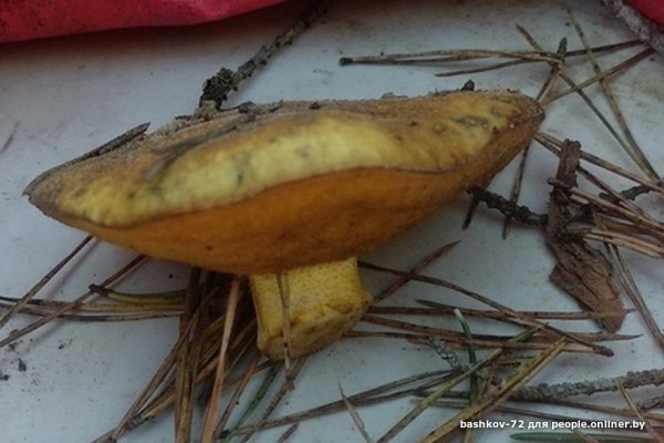 Грибы лезут по головам — это вообще легально? Ученый объясняет, что происходит