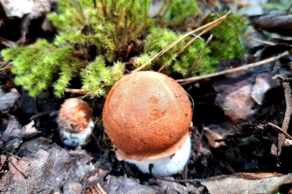 Грибы лезут по головам — это вообще легально? Ученый объясняет, что происходит