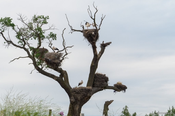 Ночь, кладбище, дозор. Как в Брестской области аисты охраняют древний дуб