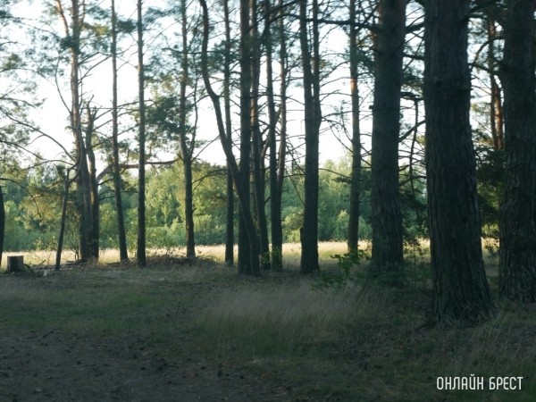 Собираетесь провести выходные в лесу? Проверьте, не запрещено ли это