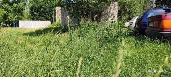 Читатель: Брест, ул. Я.Купалы. Вон какая трава вымахала
Читатель: Брест, ул. Я.Купалы. Вон какая трава вымахала