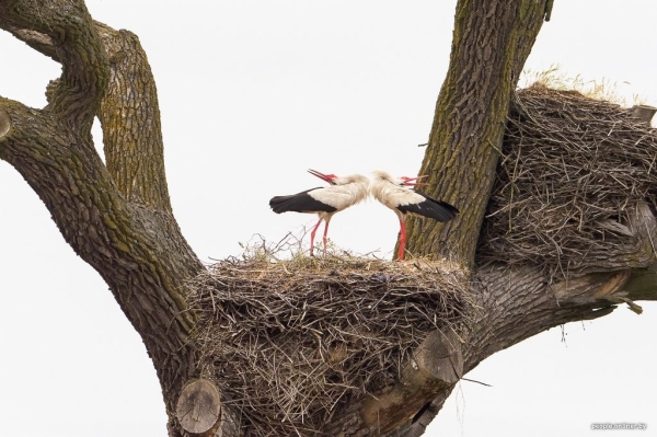 Ночь, кладбище, дозор. Как в Брестской области аисты охраняют древний дуб