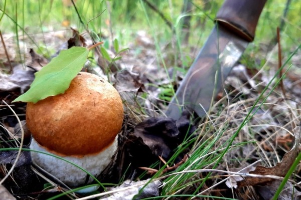 Грибы лезут по головам — это вообще легально? Ученый объясняет, что происходит