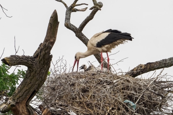 Ночь, кладбище, дозор. Как в Брестской области аисты охраняют древний дуб