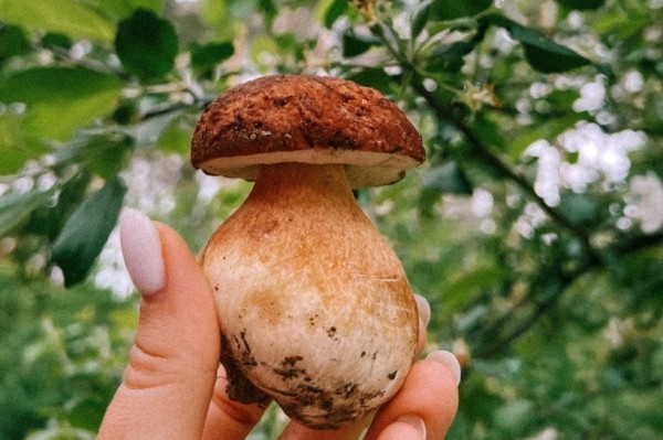 Грибы лезут по головам — это вообще легально? Ученый объясняет, что происходит