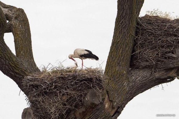 Ночь, кладбище, дозор. Как в Брестской области аисты охраняют древний дуб