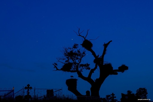 Ночь, кладбище, дозор. Как в Брестской области аисты охраняют древний дуб