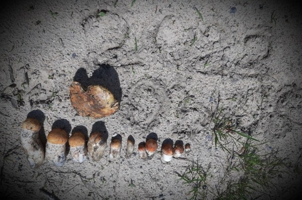 Грибы лезут по головам — это вообще легально? Ученый объясняет, что происходит