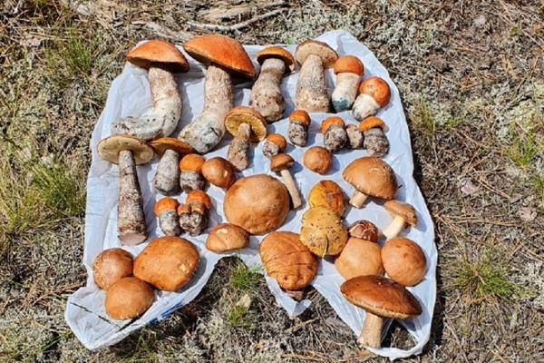 Грибы лезут по головам — это вообще легально? Ученый объясняет, что происходит