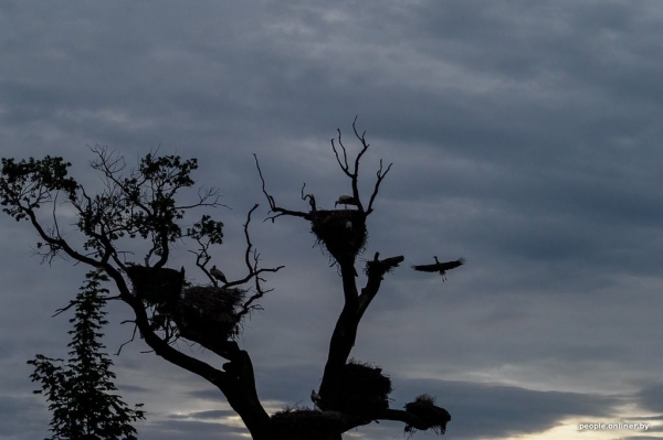 Ночь, кладбище, дозор. Как в Брестской области аисты охраняют древний дуб