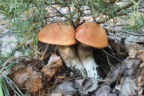 Грибы лезут по головам — это вообще легально? Ученый объясняет, что происходит