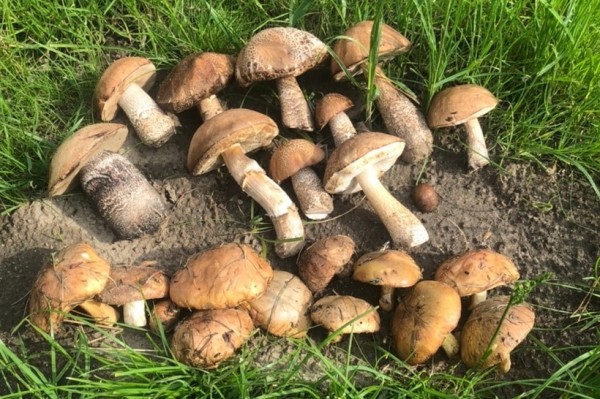Грибы лезут по головам — это вообще легально? Ученый объясняет, что происходит