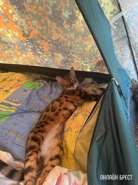 Читатель: Прошу помощи. 20 июня в районе д.Бульково потерялась Бенгальская кошка
Читатель: Прошу помощи. 20 июня в районе д.Бульково потерялась Бенгальская кошка