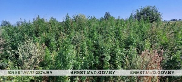 В Брестской области уничтожили порядка 1400 килограммов дикорастущей конопли В Брестской области уничтожили порядка 1400 килограммов дикорастущей конопли