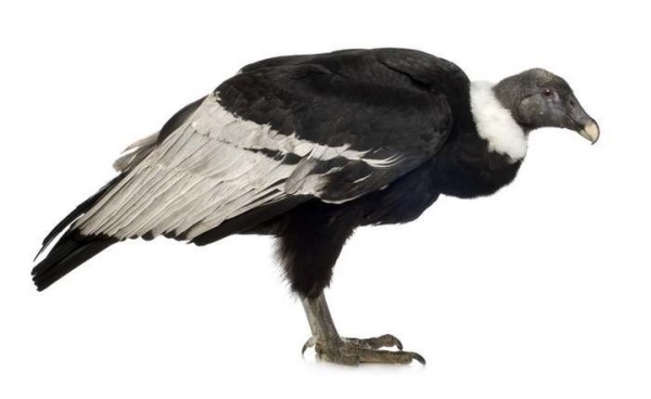 Какая максимальная высота полета птицы? Какая максимальная высота полета птицы?