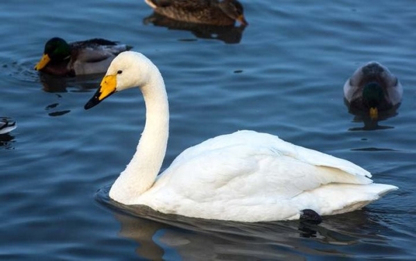 Какая максимальная высота полета птицы? Какая максимальная высота полета птицы?