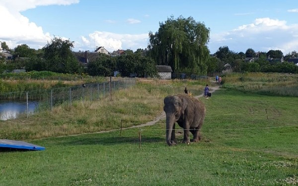 В Барановичах по улице гулял... слон! В Барановичах по улице гулял... слон!