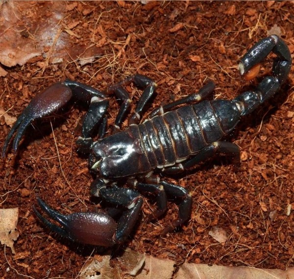 Нашествие пауков-гигантов, скорпионов, ящериц и тарантулов в Бресте. Приходи на выставку «Опасные и прекрасные» в кинотеатре «Беларусь»