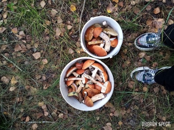 Налог для огородников, грибников, сборщиков ягод в Беларуси. В МНС рассказали, сколько человек уже заплатили сбор