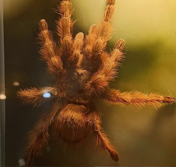 Нашествие пауков-гигантов, скорпионов, ящериц и тарантулов в Бресте. Приходи на выставку «Опасные и прекрасные» в кинотеатре «Беларусь»