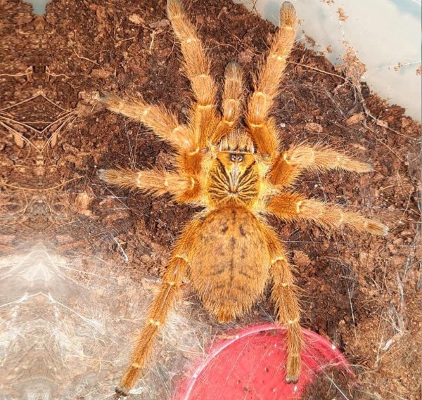 Нашествие пауков-гигантов, скорпионов, ящериц и тарантулов в Бресте. Приходи на выставку «Опасные и прекрасные» в кинотеатре «Беларусь»