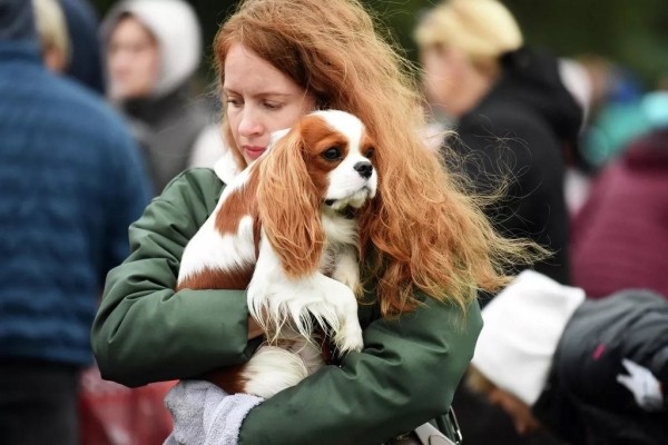 В Беларуси выбрали лучшую собаку В Беларуси выбрали лучшую собаку