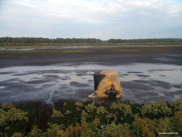 Стог сена не хуже спасательного круга. Под Брестом спасли журавля из отстойника