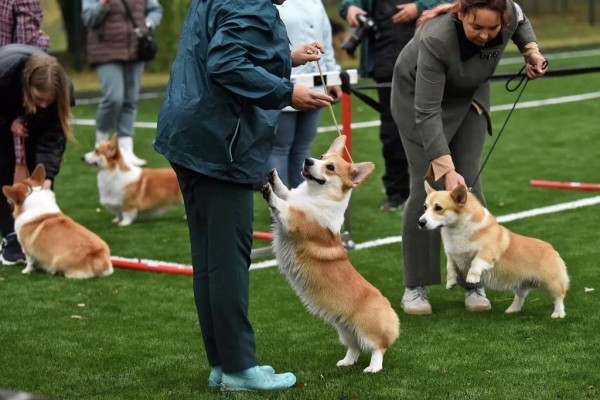 В Беларуси выбрали лучшую собаку В Беларуси выбрали лучшую собаку