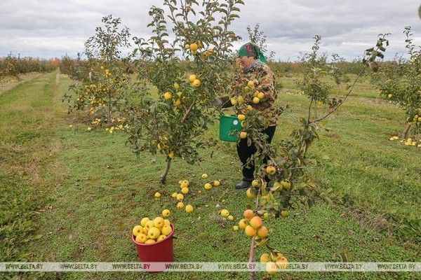 Уборка урожая яблок идет в ОАО «Остромечево» (Брестский район)