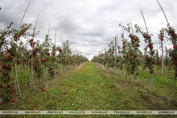 Уборка урожая яблок идет в ОАО «Остромечево» (Брестский район)