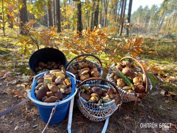 Читатель: Малоритский район. Вот какой урожай удалось собрать нашей семье в субботу. Погодка была супер!
Читатель: Малоритский район. Вот какой урожай удалось собрать нашей семье в субботу. Погодка была супер!