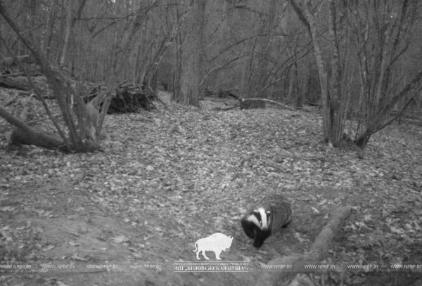 «Подсмотрено». Осенняя жизнь барсуков в Беловежской пуще
