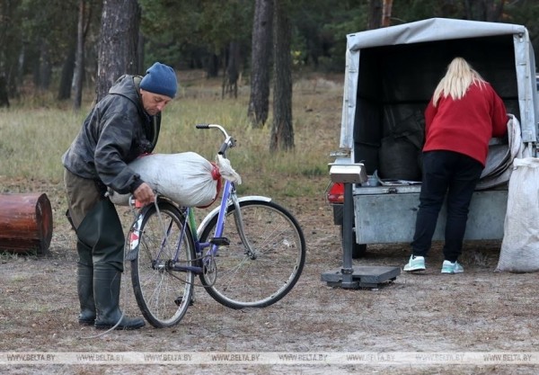 Ольманские болота - клюквенный рай (Брестская область)