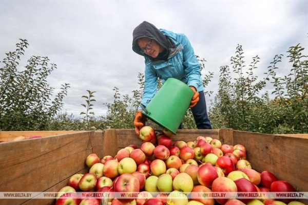 Уборка урожая яблок идет в ОАО «Остромечево» (Брестский район)