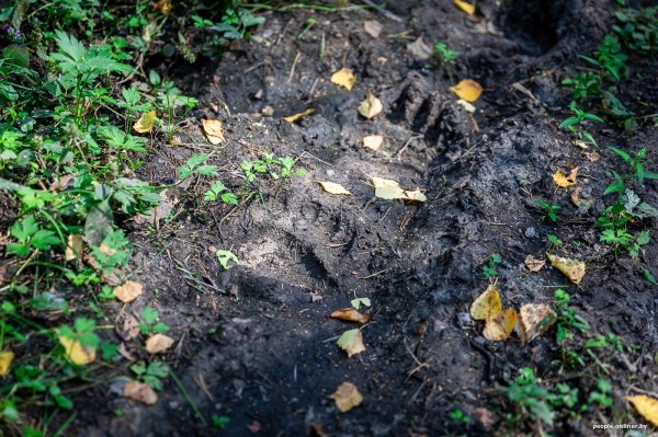 Беларусь наводняют медведи или это утка? Разбираемся, не опасно ли сейчас ходить по лесам