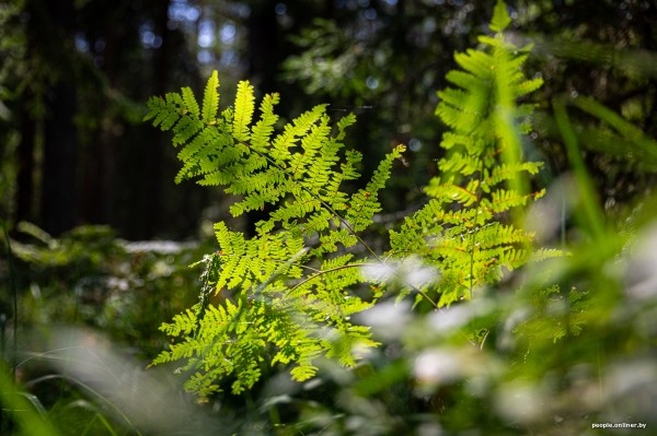 Беларусь наводняют медведи или это утка? Разбираемся, не опасно ли сейчас ходить по лесам