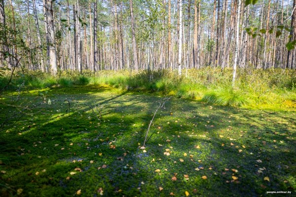 Беларусь наводняют медведи или это утка? Разбираемся, не опасно ли сейчас ходить по лесам