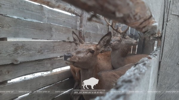 Из Беловежской пущи по Брестской области расселяют благородных оленей Из Беловежской пущи по Брестской области расселяют благородных оленей