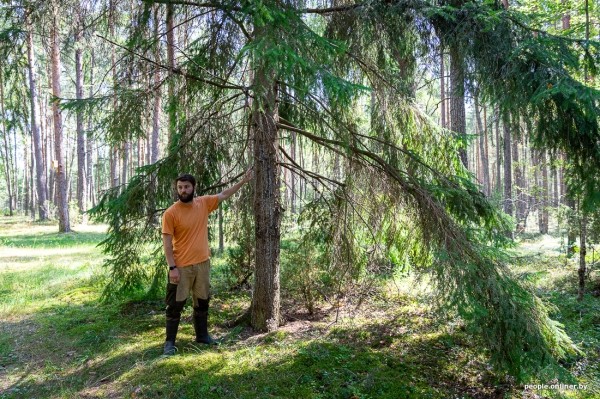 Беларусь наводняют медведи или это утка? Разбираемся, не опасно ли сейчас ходить по лесам