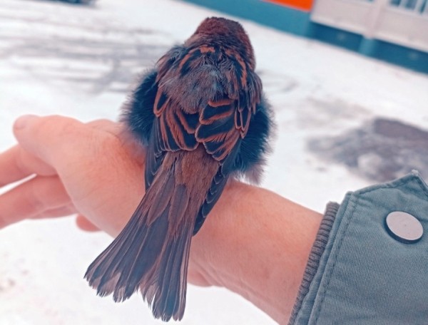 В Кобрине потерялся член семьи — ручной воробей Жорик В Кобрине потерялся член семьи — ручной воробей Жорик