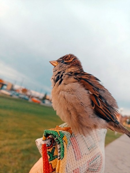 В Кобрине потерялся член семьи — ручной воробей Жорик В Кобрине потерялся член семьи — ручной воробей Жорик