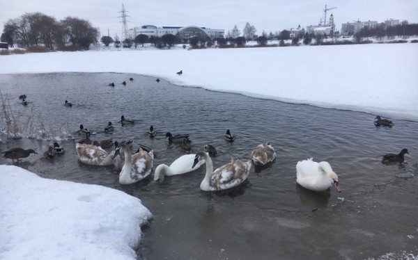 Погиб молодой лебедь, которого другие птицы прогоняли из полыньи на Светиловском озере в Барановичах Погиб молодой лебедь, которого другие птицы прогоняли из полыньи на Светиловском озере в Барановичах