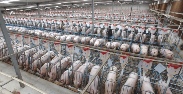 В Китае построили небоскреб, жить в котором будут только свиньи