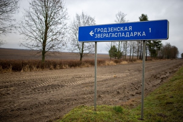 От испуга до «уголовки». Разбираемся, накажут ли водителя, если он сбил животное в зоне действия особого знака От испуга до «уголовки». Разбираемся, накажут ли водителя, если он сбил животное в зоне действия особого знака